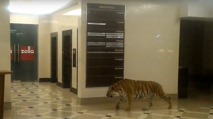 Tygrys w holu w centrum handlowym w Rosji. Nikomu nic się nie stało [WIDEO]