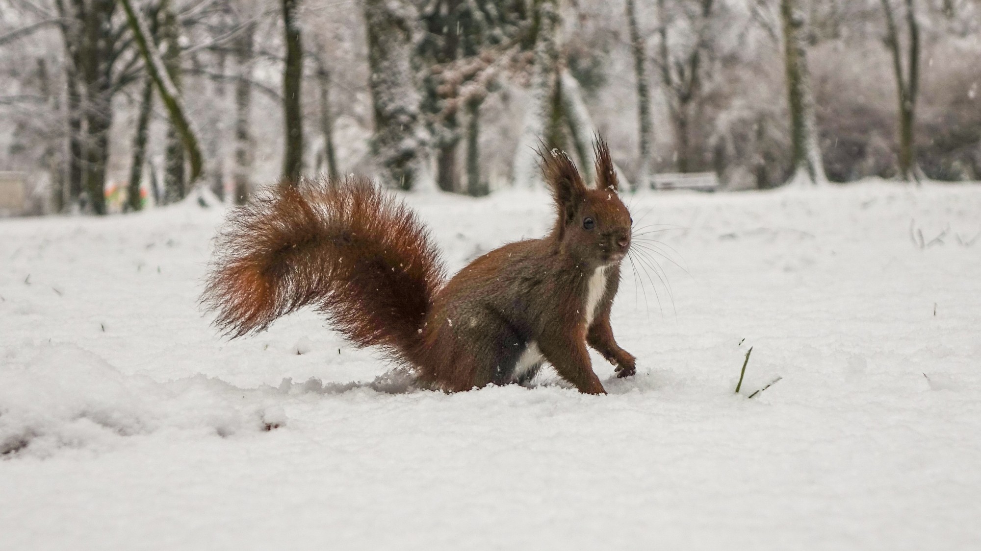 Z kamerą wśród zwierząt - zdjęcie 51
