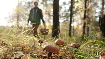 Grzybiarze zacierają ręce. W maju możliwy pierwszy wysyp borowików