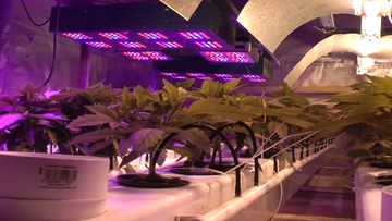Hydroponiczna plantacja marihuany z oświetleniem LED. Policjanci: jeszcze takiej nie widzieliśmy