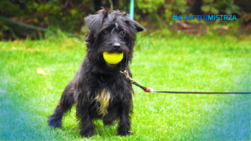 Poradnik #AdoptujMistrza: Pierwsze dni po adopcji