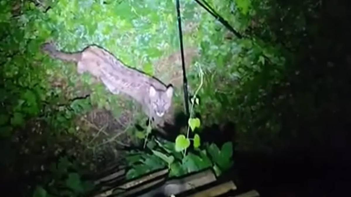 Puma spotted in forest near Polanów in West Pomerania, Poland