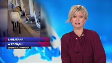 Owca w pociągu. Dziennikarze "Wydarzeń" dotarli do nowych faktów