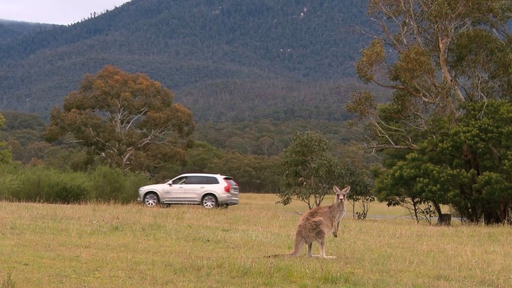Volvo testuje system zapobiegający kolizjom z kangurami