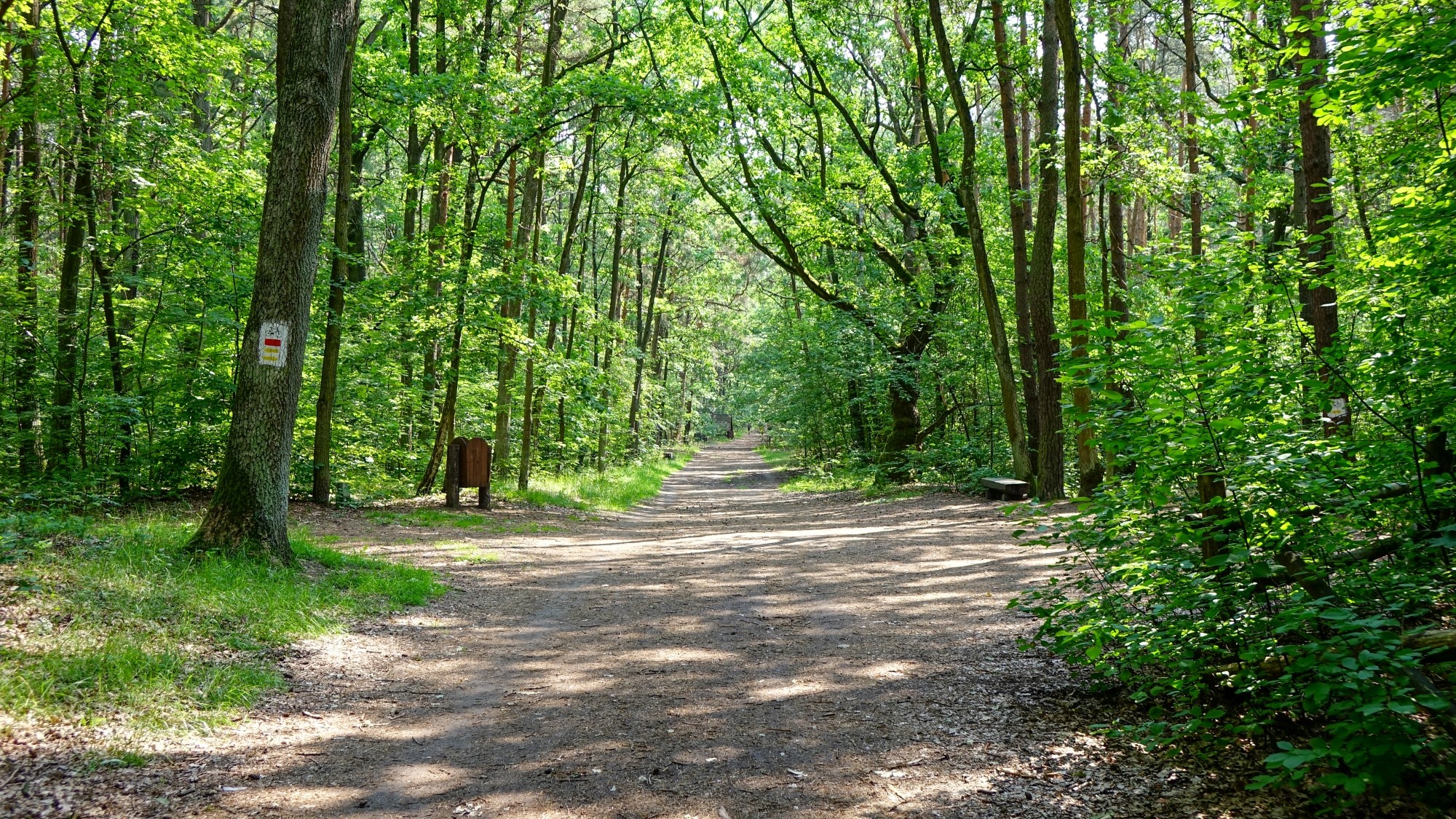 Urocze zakątki w lasach - zdjęcie 92