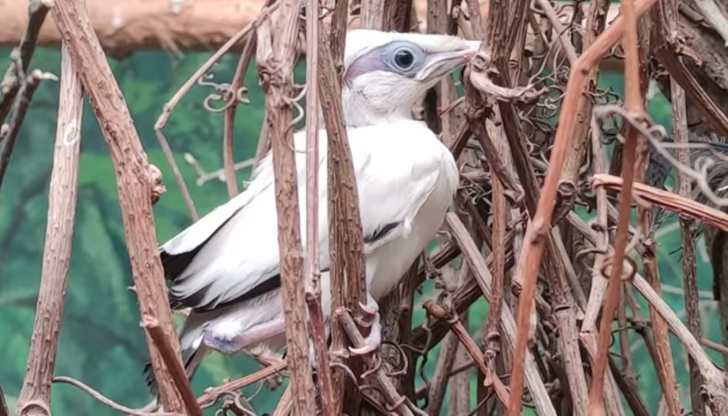 Płock. W zoo wykluł się szpak balijski, jeden z najrzadszych ptaków na Ziemi