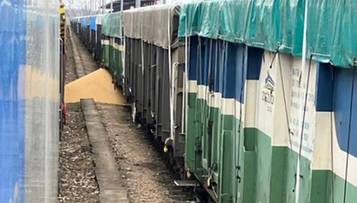 Ukraińska soja wysypana z pociągu. Reaguje wicepremier Ukrainy