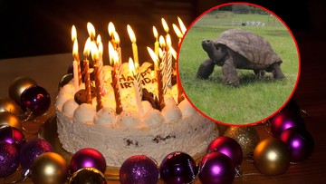 Najstarszy żółw na świecie obchodzi urodziny. Jonathan przeszedł do historii 
