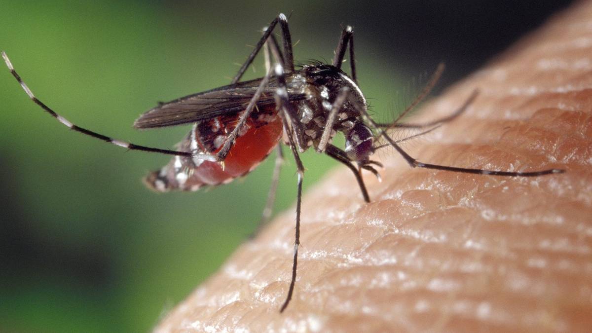 Komary mogą opanować całą Europę. Ekspert ostrzega