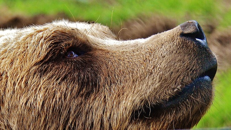 Zapach łap to podstawa komunikacji niedźwiedzi. Rozszyfrowana tajemnica ich "tańca"