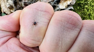 07.03.2023 05:58 Koszmar wraca. W tych lasach wyjątkowo wcześnie pojawiły się kleszcze. Przenoszą groźne choroby