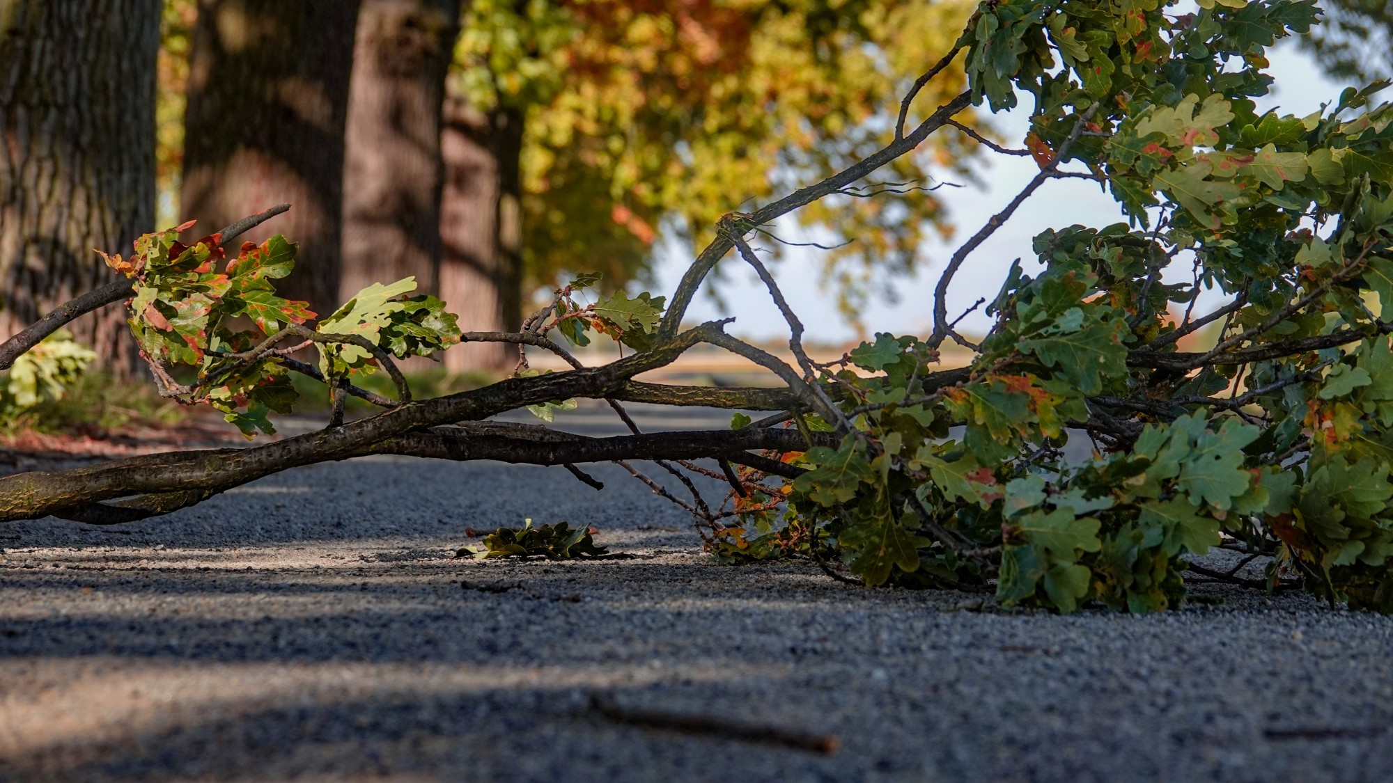 Wichura w Polsce - zdjęcie 17