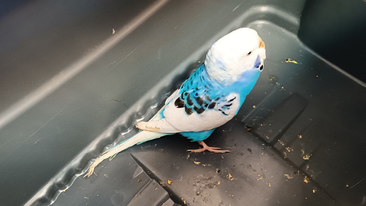 Poznań: Papuga znaleziona na balkonie. Straż miejska szuka właściciela