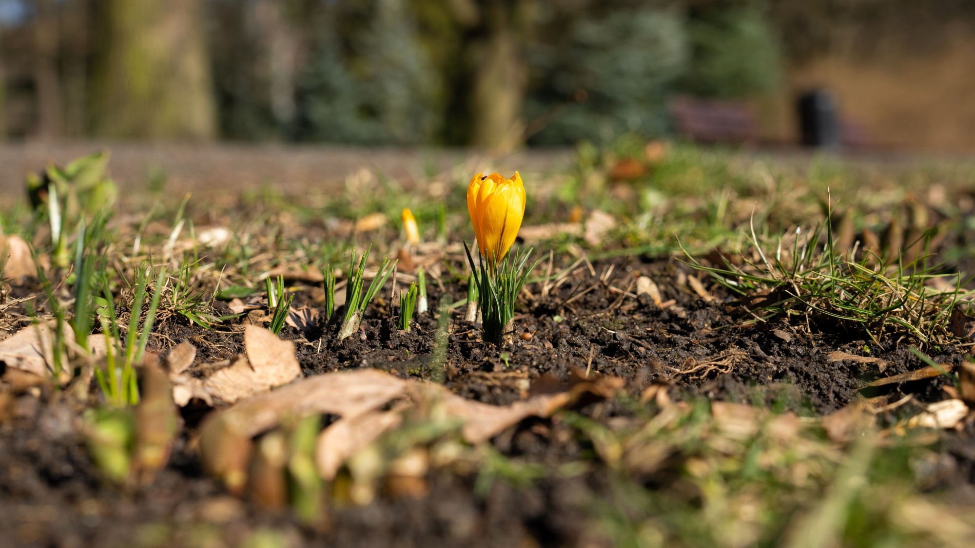 Kraina krokusów - zdjęcie 12