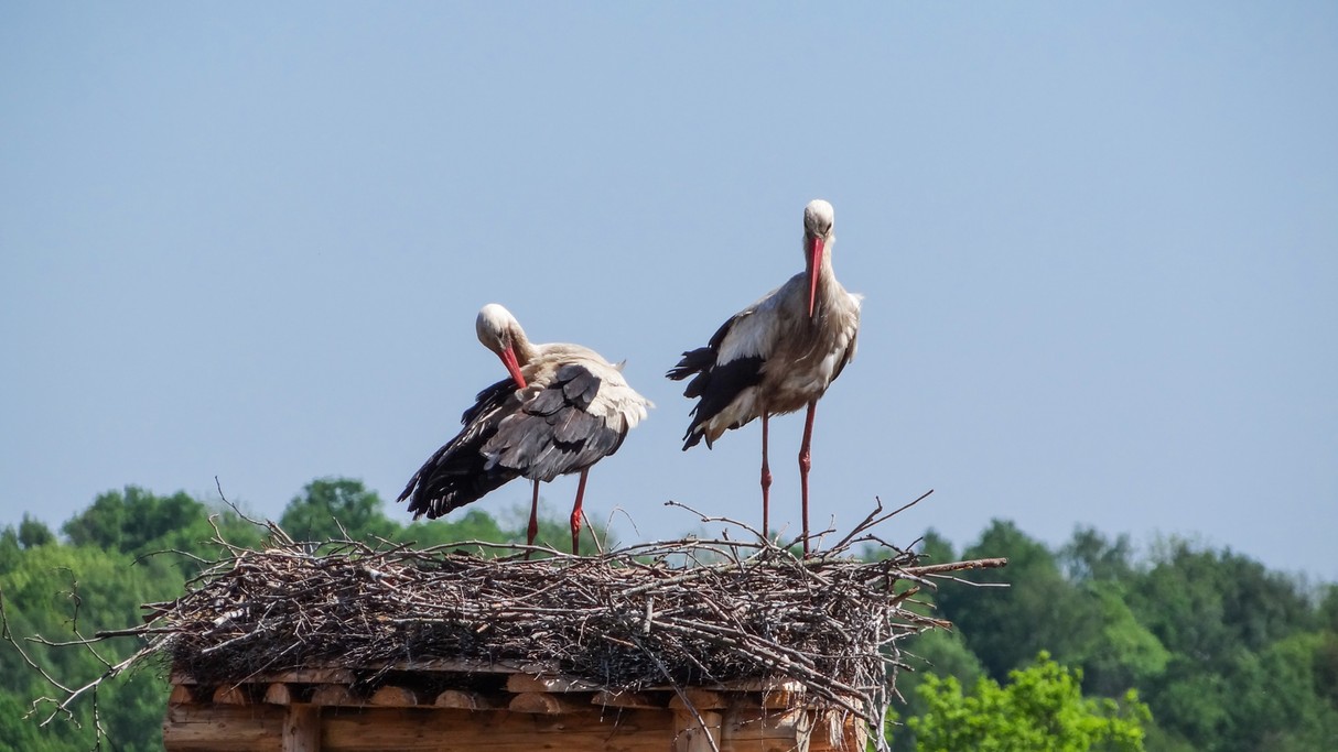 Bociania wioska - zdjęcie 7