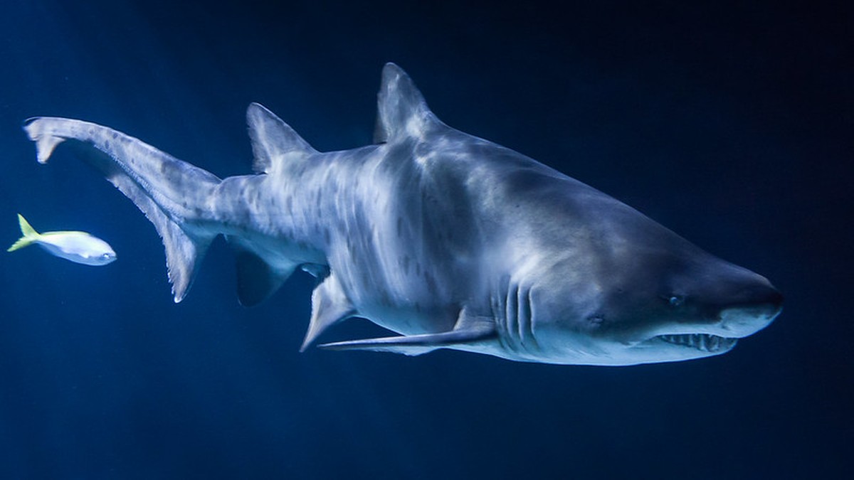 "Kokainowe rekiny" mogą występować u wybrzeży Florydy. Naukowcy wskazują na ich dziwne zachowanie