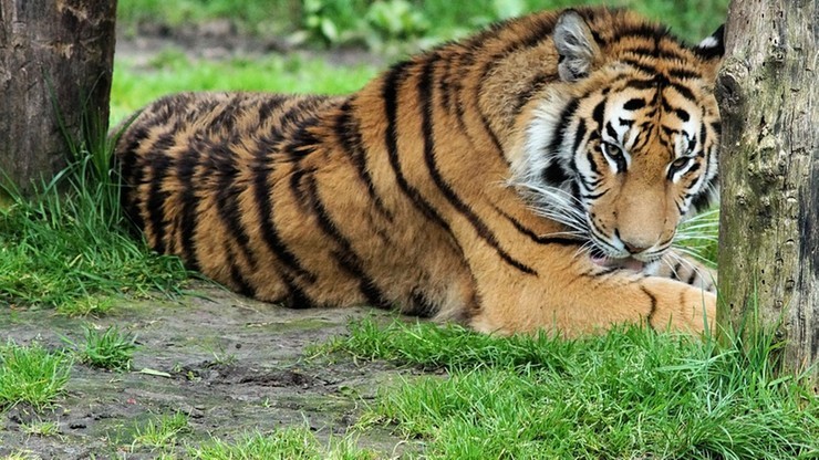 Tygrys zagryzł pracownika zoo. Sąd utrzymał uniewinnienie kierownika