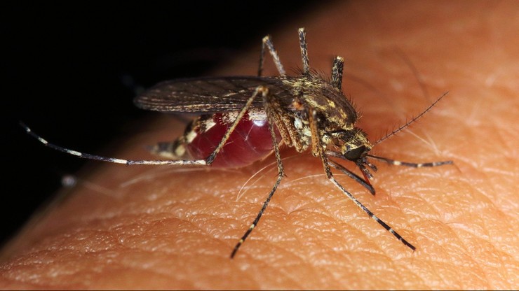 Dlaczego komary niektórych lubią bardziej? Naukowcy bliżej odpowiedzi