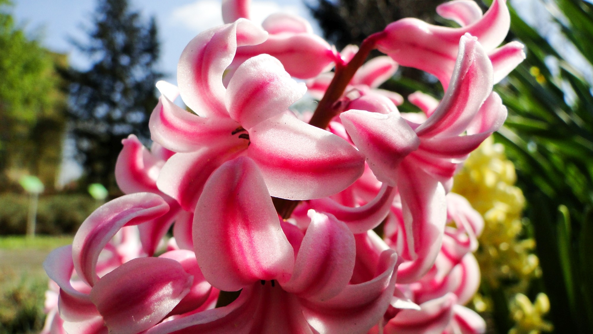 Wiosna radosna - zdjęcie 17