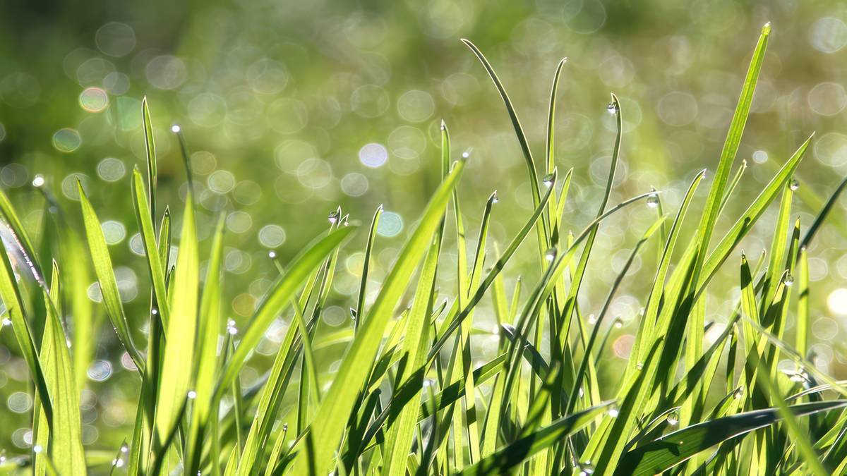 Zaczęły pylić trawy. Fot. Pixabay.
