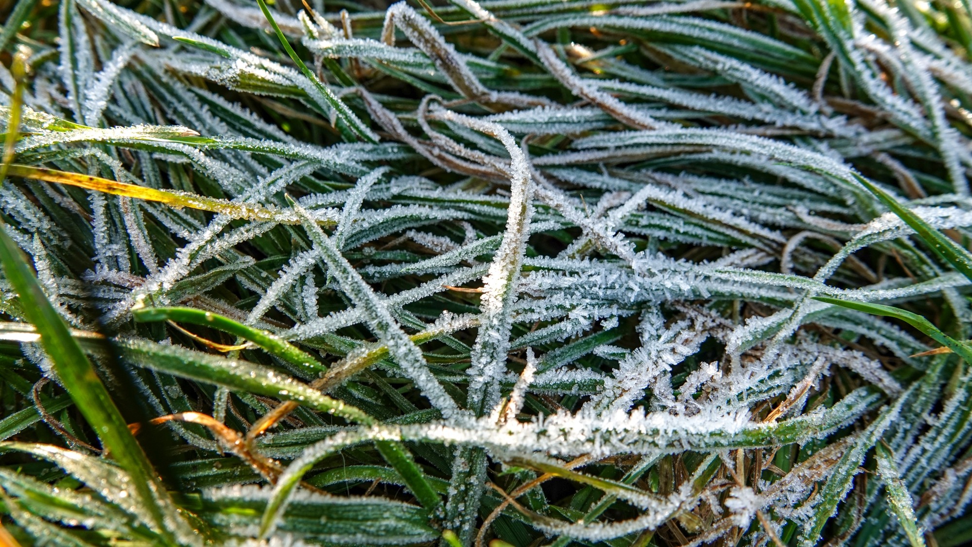 Szron pod lupą - zdjęcie 37