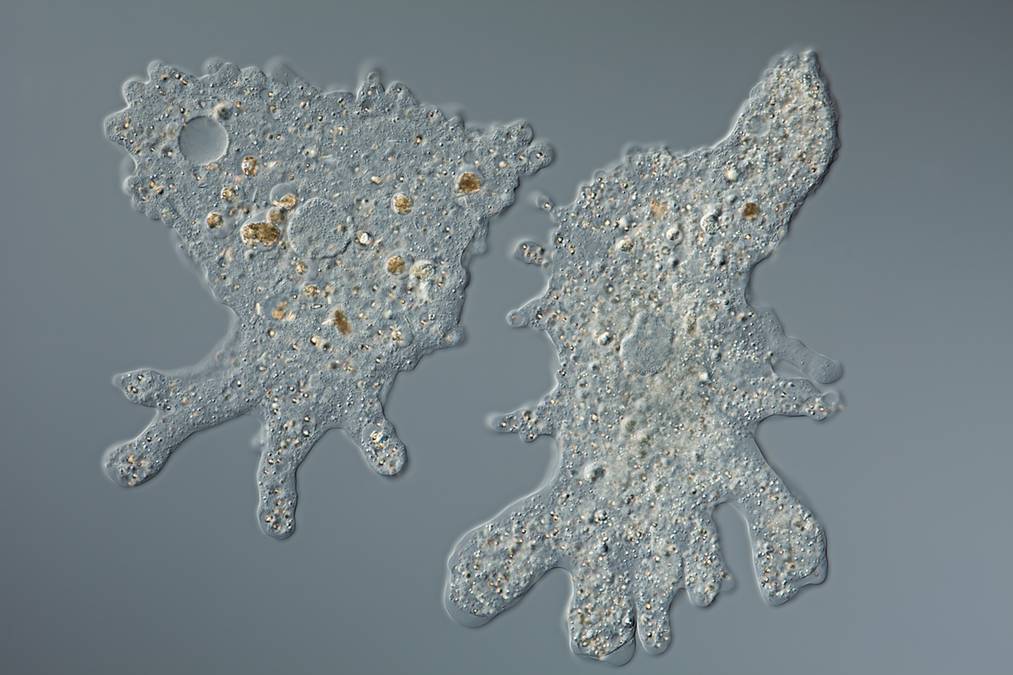 Ameby, jednokomórkowe organizmy, stanowią rosnące zagrożenie dla zdrowia publicznego