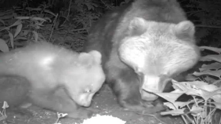 Niedźwiedzia rodzina w obiektywie kamery. Wyjątkowe nagranie z Tatr
