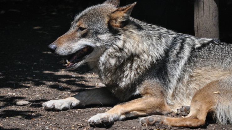 Trzylatek zaatakowany przez wilka w rosyjskim zoo. Ma pogryzione ręce i odgryzione ucho