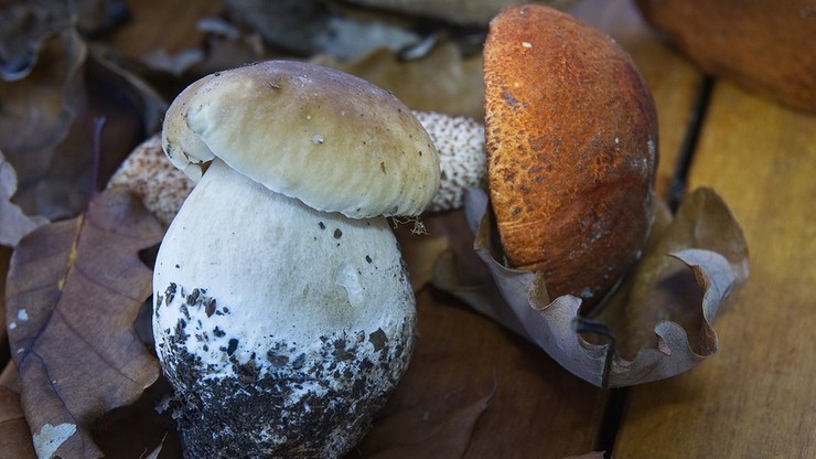 Ponad 130 kilogramów grzybów, głównie borowików, skonfiskowała włoska straż leśna