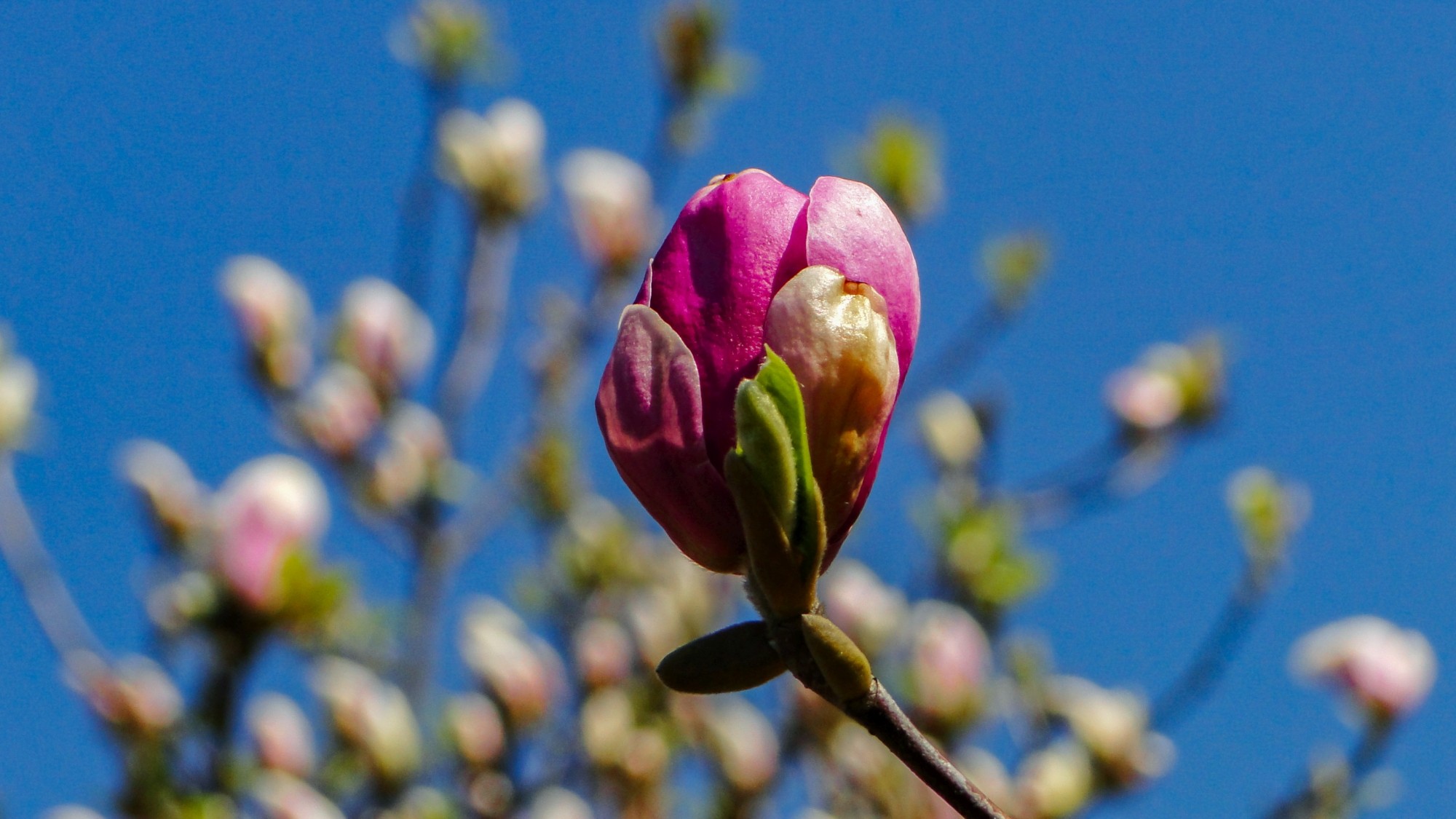 Wiosenna pobudka - zdjęcie 20