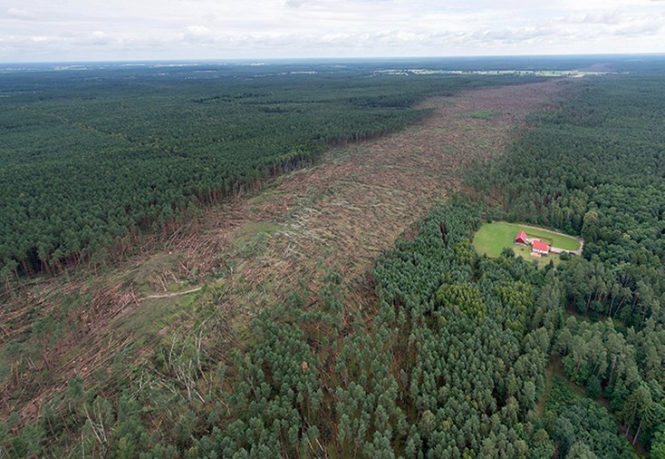 Ścieżka trąby powietrznej w Borach Tucholskich. Fot. Kacper Kowalski / FORUM.