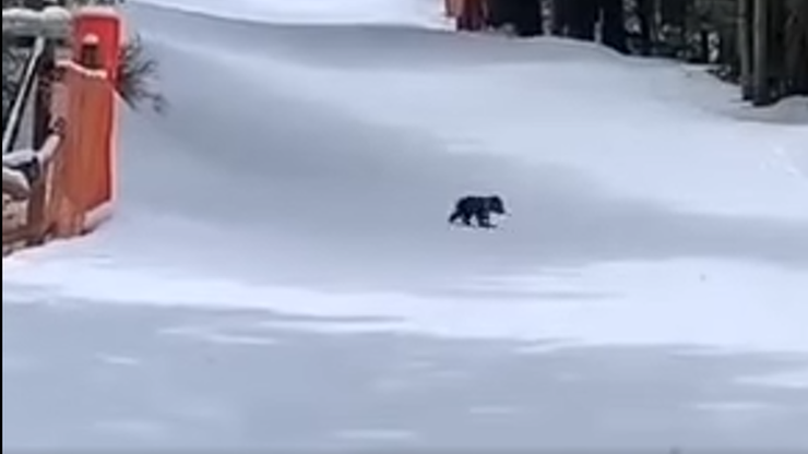Tatry. Mały niedźwiadek przy popularnym szlaku na Kasprowy Wierch. Szuka matki