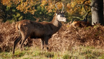 Nie będzie zgody na odstrzał jeleni w rezerwacie "Las Warmiński"