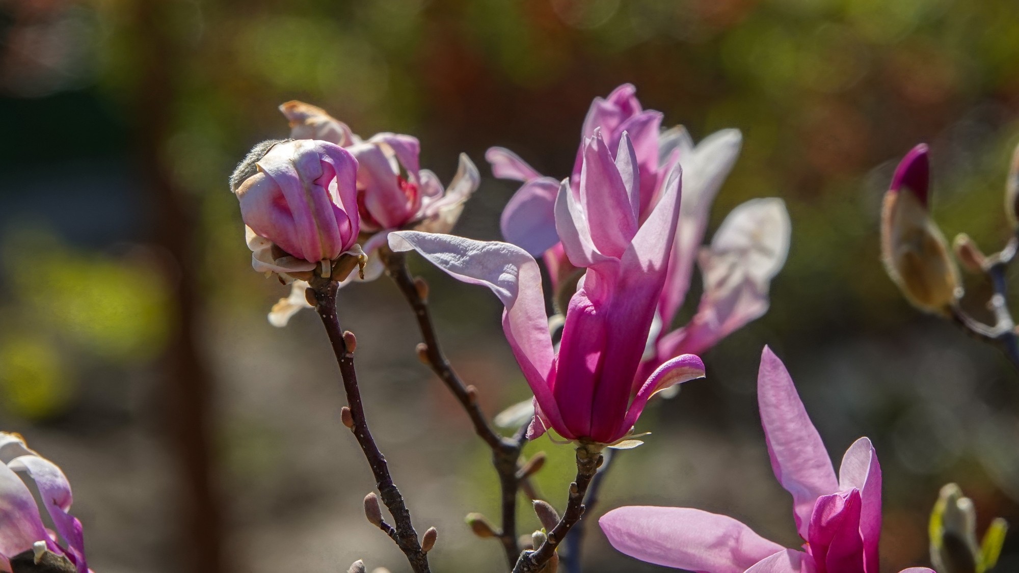 Kwitnąca wiosna - zdjęcie 5