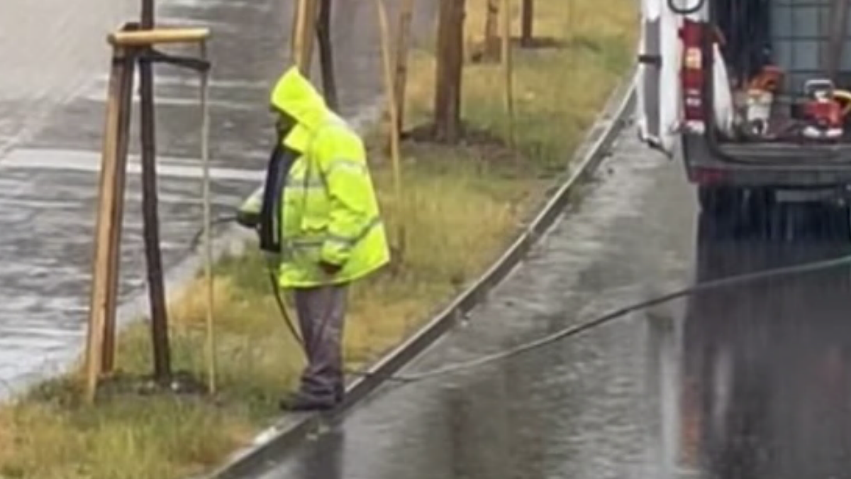 Szczecin. Podlewanie drzew w trakcie deszczu. Nagranie trafiło do sieci