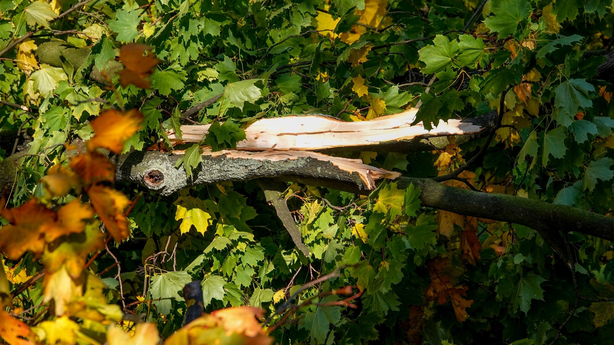 Wichura w Polsce - zdjęcie 8