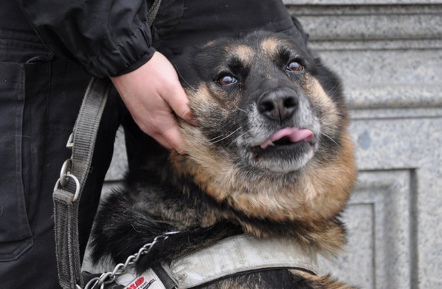Szkolenie psów policyjnych na dworcu w Białymstoku