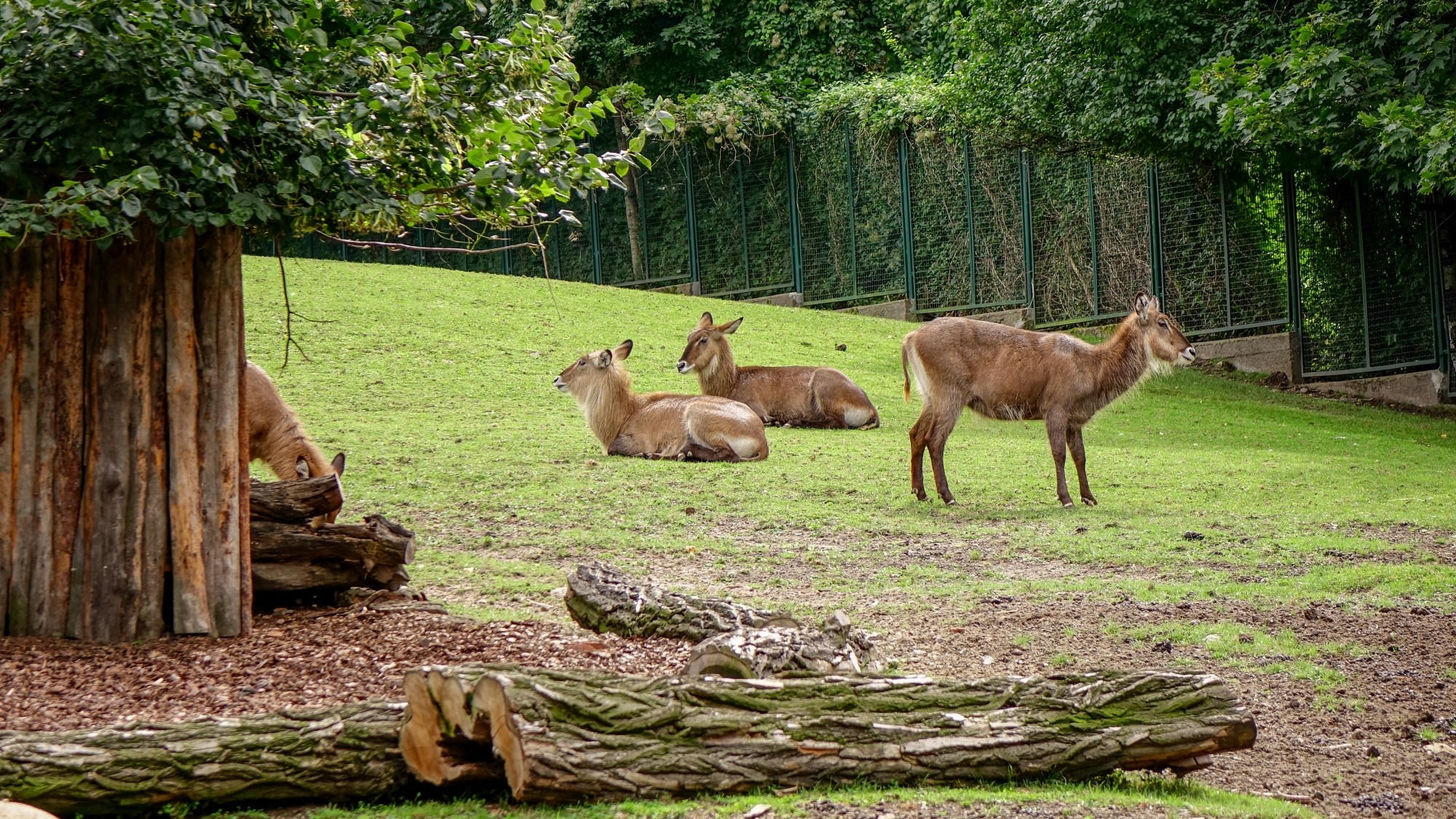 Z kamerą wśród zwierząt - zdjęcie 42