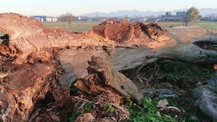 16.11.2020 09:00 Runął jeden z najstarszych wiązów górskich, który pamiętał czasy, gdy w Polsce notowano 50 stopni mrozu