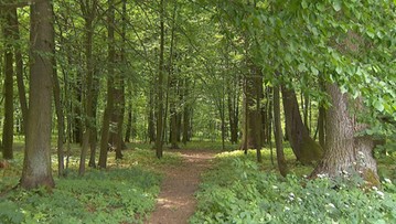 Puszcza Białowieska na Liście Światowego Dziedzictwa w Zagrożeniu - UNESCO nie wyklucza 
