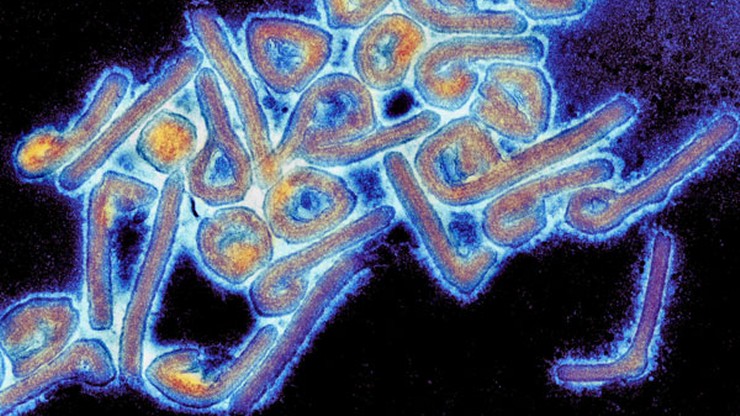Ghana. Pierwsze śmiertelne przypadki wirusa Marburg potwierdzone. Wirus przypomina Ebolę