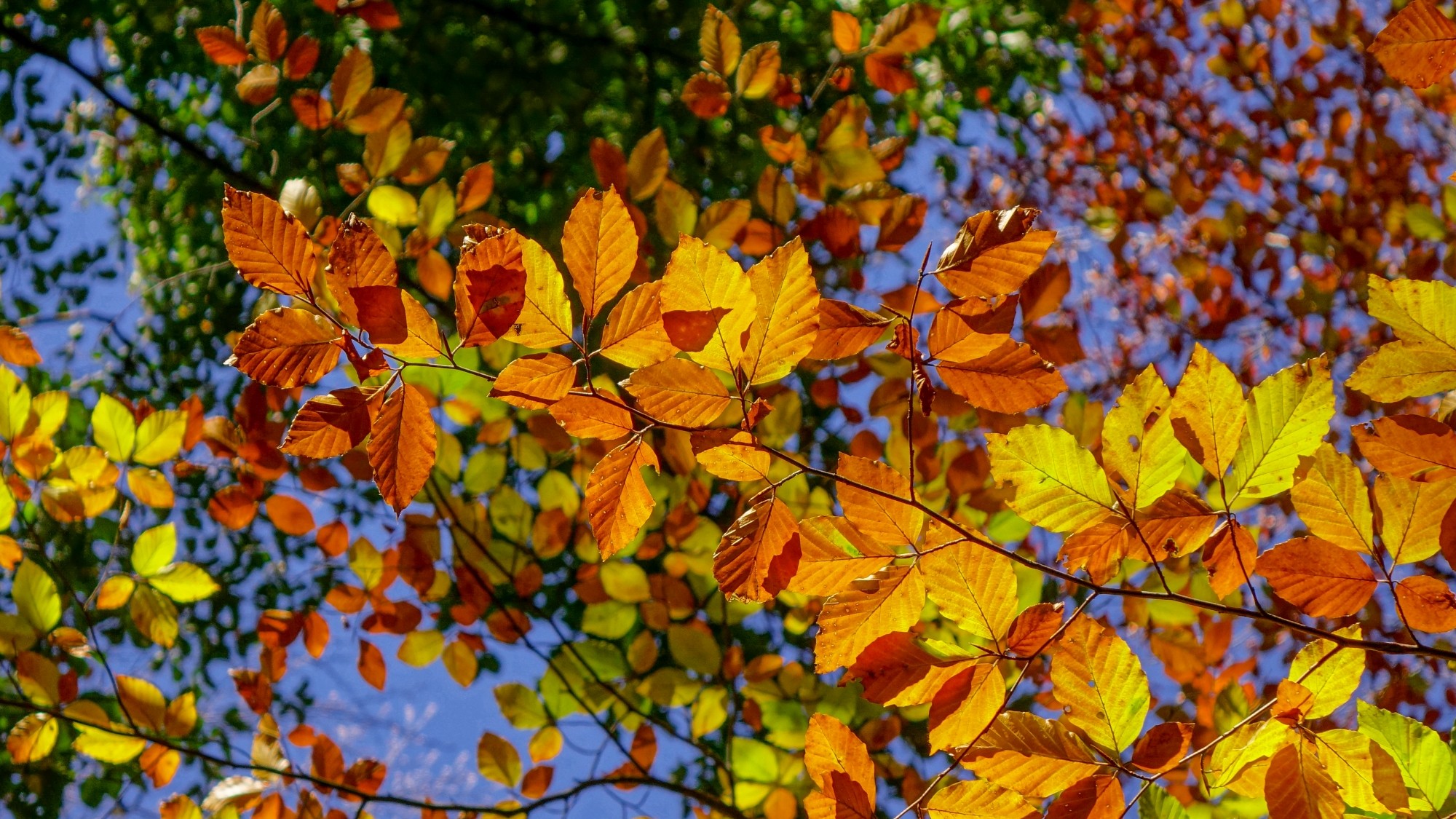 Jesień w górach, lasach i nad jeziorami - zdjęcie 41