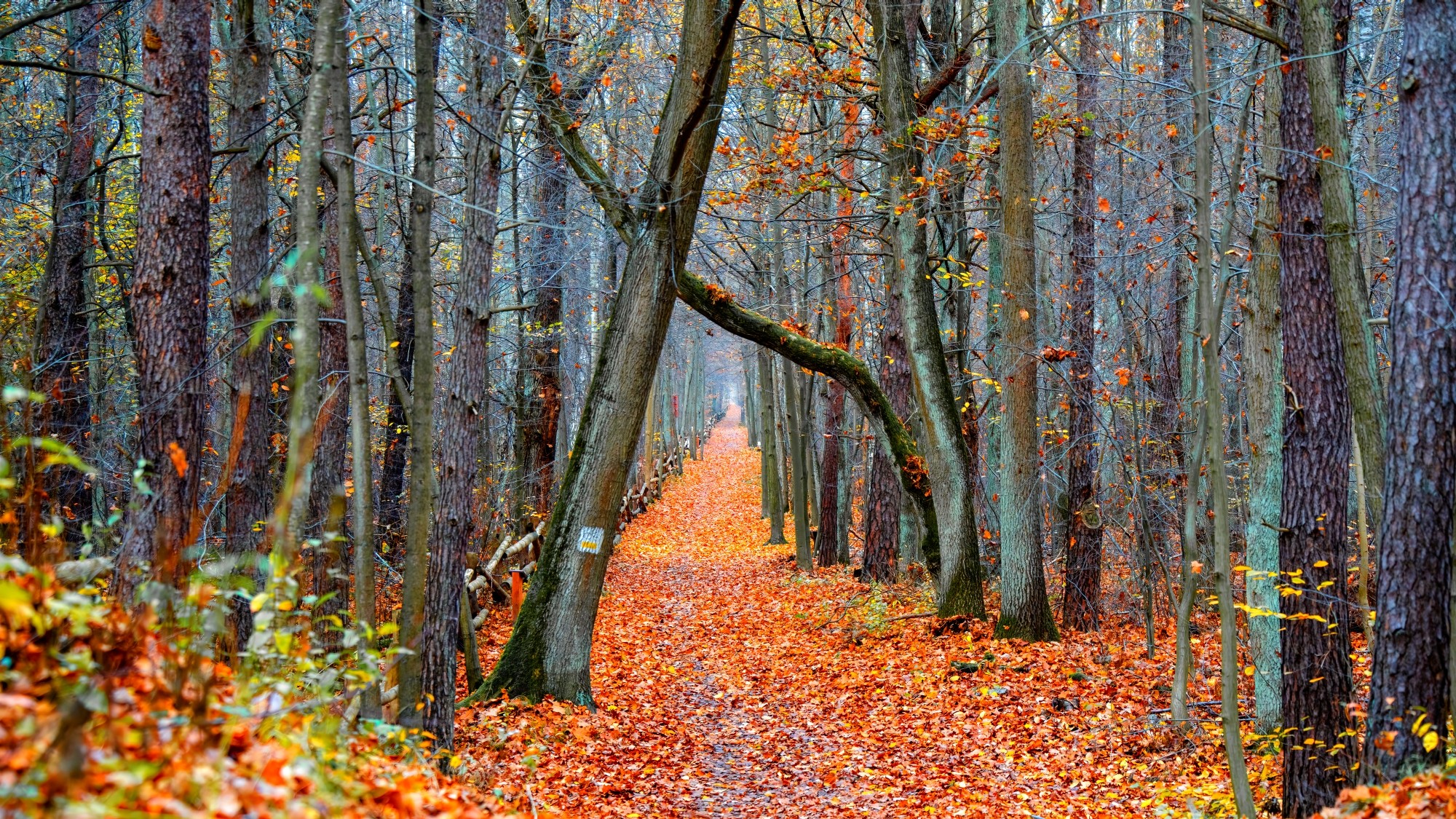 Piękny listopad - zdjęcie 25