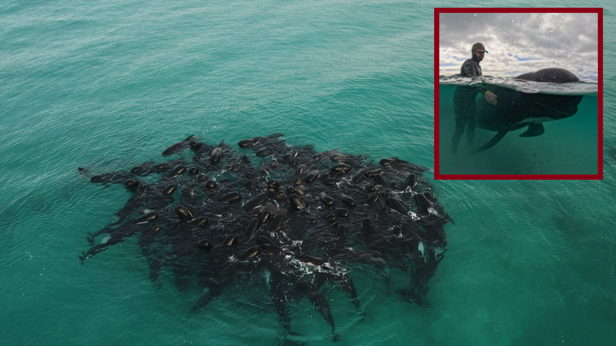 Australia. Wieloryby masowo wyrzucone na brzeg. Kilkadziesiąt osobników straciło życie