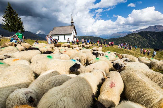 Marsz owiec przez Alpy