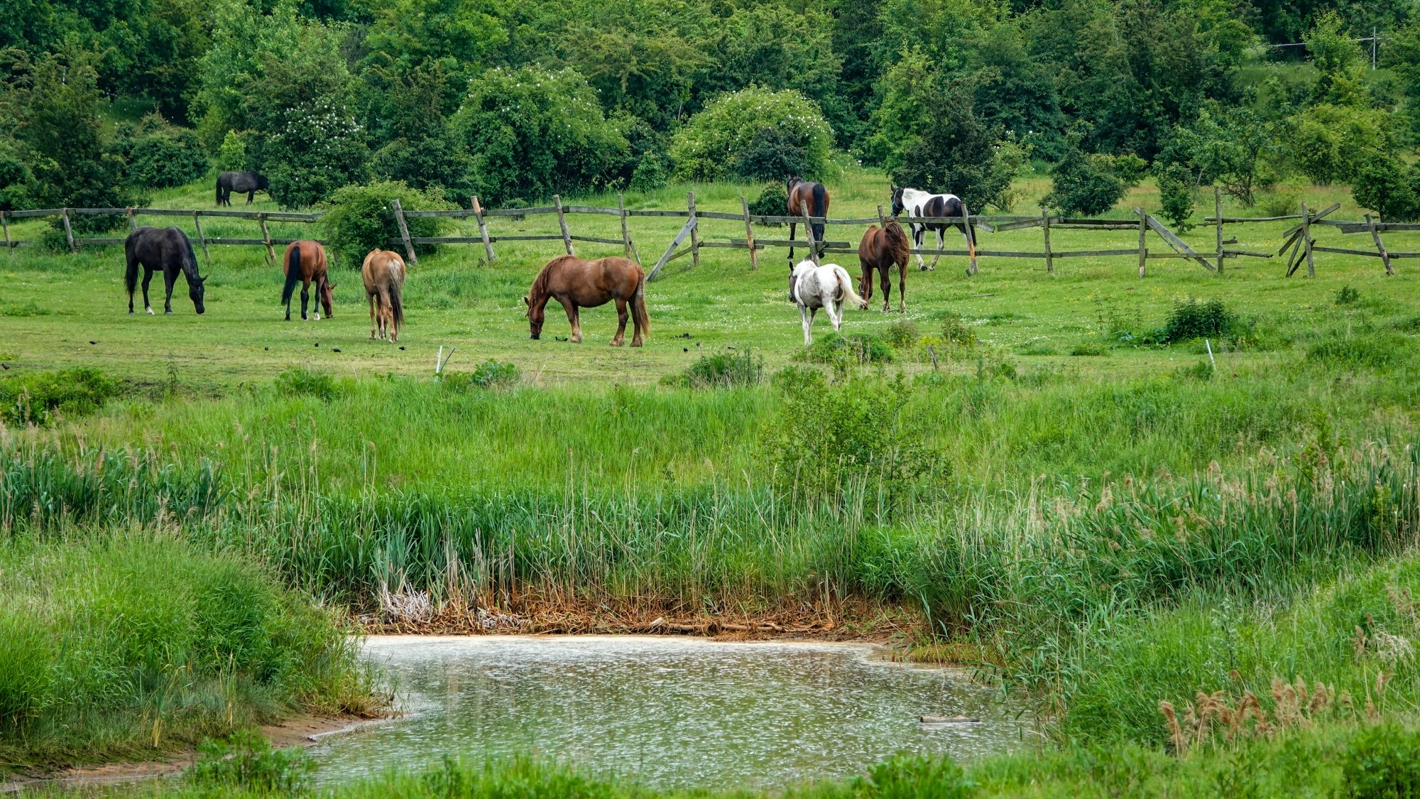 Uroki zielonej pory roku - zdjęcie 22