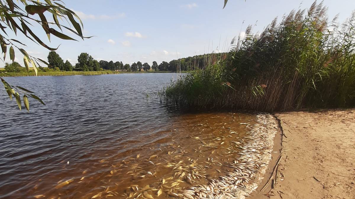 Śnięte ryby w kolejnym jeziorze. Tym razem koło Gdańska