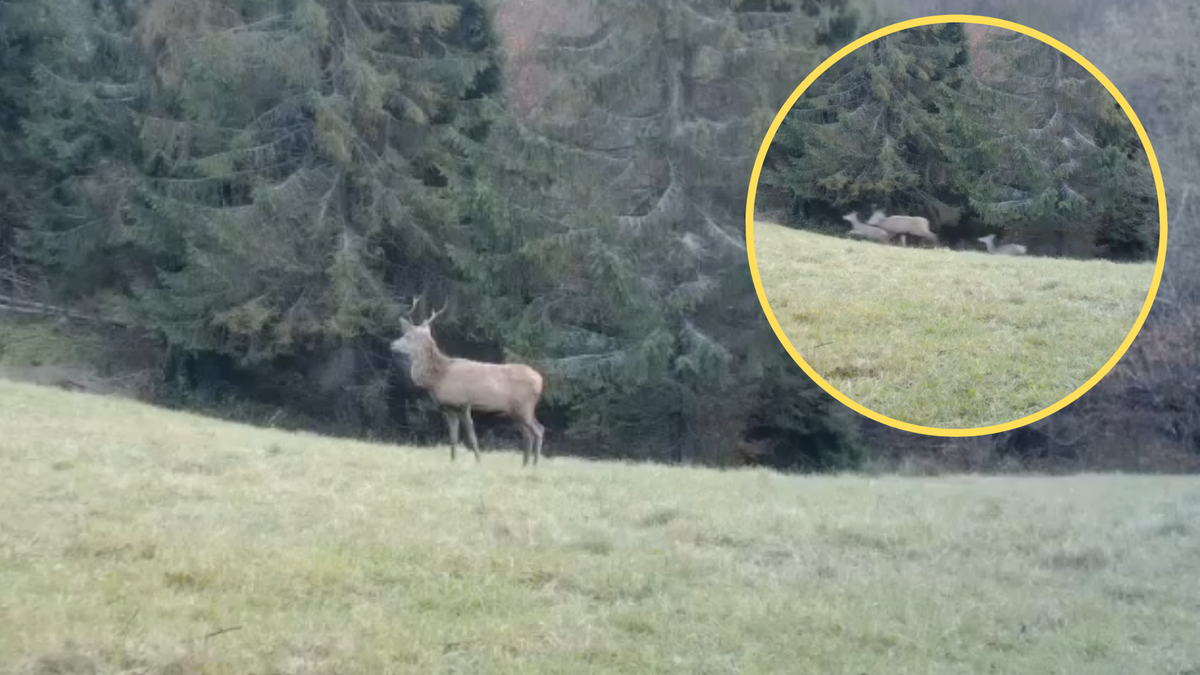 Nadleśnictwo Piwniczna. Nagrano biegające jelenie po polanie. "Czuć, że idzie wiosna".
