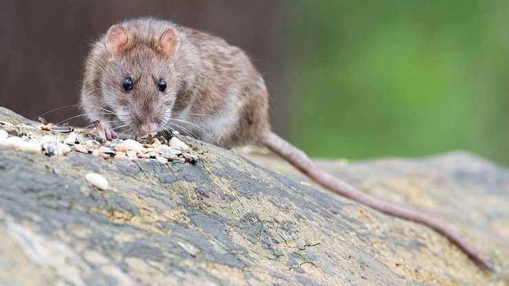 Finlandia. W czasie pandemii koronawirusa szczury wywołały więcej kosztownych szkód w domach