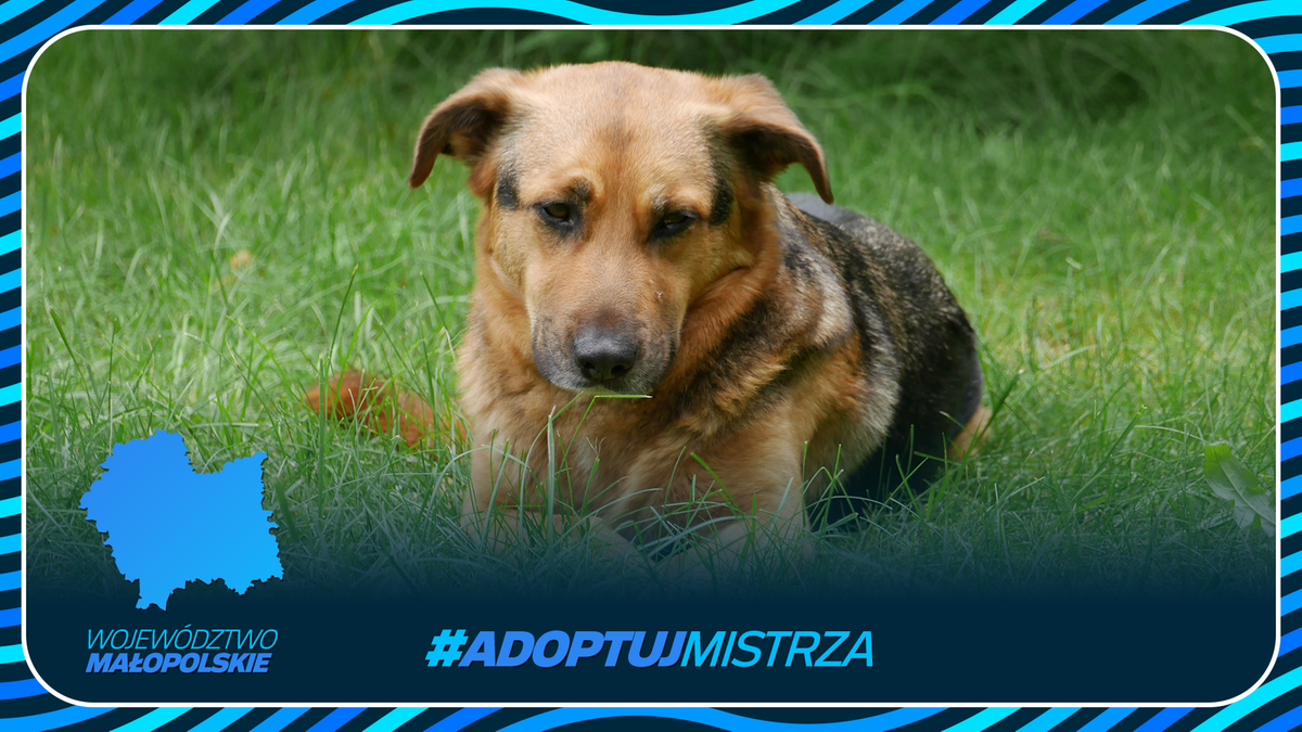 Zdjęcie przedstawia psa leżącego na trawie, z logo Małopolski i hasłem #ADOPTUJ MISTRZA.